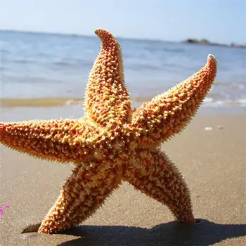 2vnt Džiovinti Star žuvis, Jūros Star Beach Amatų Vestuves Namų Dekoravimo, Dovanų žvaigždė estrellas de mar estrela do mar star žuvis