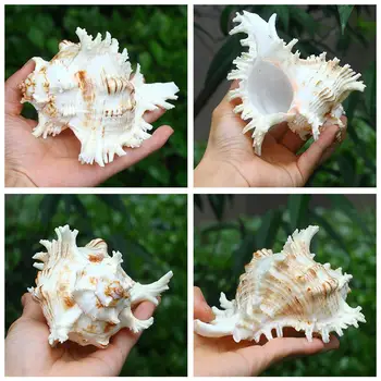 Natūralus Didelių Myli Shell Kirin Sraigė Tūkstančiai Vertus Sraigių Rinkimo Dovanos Gamtos Afrikos Turbaną Seashell Koralų Myli Sraigė