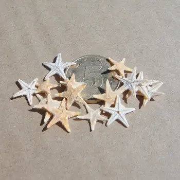 25pcs 3-5cm Mini Žvaigždė Amatų Apdailos Gamtos amatų Jūros Žvaigždės 