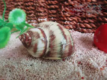 Arkangelo Sraigė Atsiskyrėlis Krabų Pakeitimo Seashell Specialios Atsarginių Shell Gamtos Retas Myli Shell