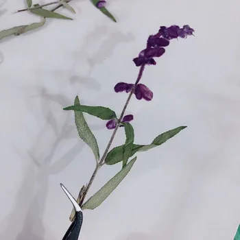 12pcs Presuotų Džiovintų 10-15cm Salvia Splendens var.atropurpura Kotelis Augalų Herbariumas Papuošalai Telefono dėklas Atvirukas Žymą 