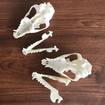 1-6pcs Nyctereutes procyonoides Kaukolė taxidermy nekilnojamojo kaulų skeleto papuošalai Kalėdų dovana
