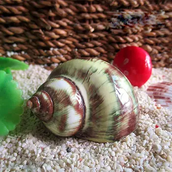 Arkangelo Sraigė Atsiskyrėlis Krabų Pakeitimo Seashell Specialios Atsarginių Shell Gamtos Retas Myli Shell