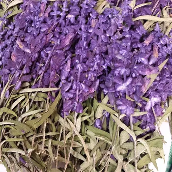 12pcs Presuotų Džiovintų 10-15cm Salvia Splendens var.atropurpura Kotelis Augalų Herbariumas Papuošalai Telefono dėklas Atvirukas Žymą 