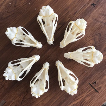 1-6pcs Nyctereutes procyonoides Kaukolė taxidermy nekilnojamojo kaulų skeleto papuošalai Kalėdų dovana