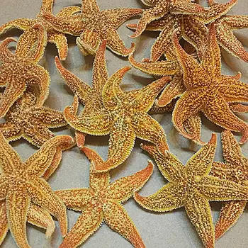 2vnt Džiovinti Star žuvis, Jūros Star Beach Amatų Vestuves Namų Dekoravimo, Dovanų žvaigždė estrellas de mar estrela do mar star žuvis