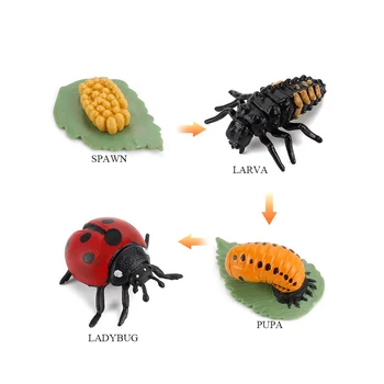Modeliavimo Gyvūnų Augimo Ciklo Biedronka Gyvenimo Linijos Statulėlės Plastikinių Modelių Veiksmų Vabzdžių Sumos Švietimo Žaislas Vaikams